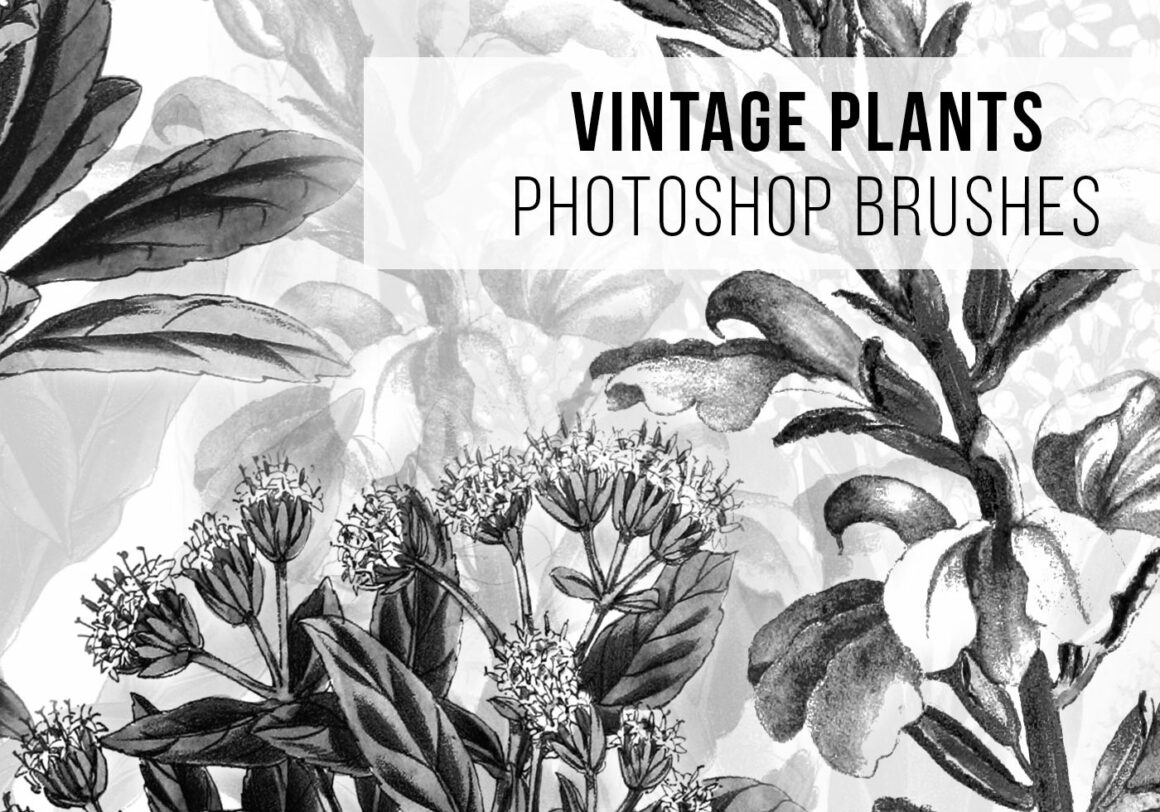 Free Vintage Brush Packs