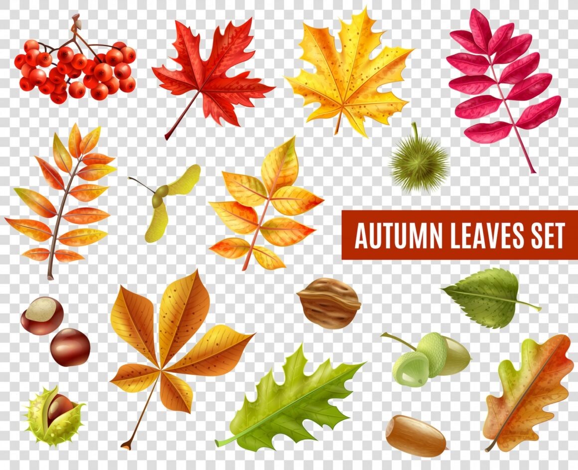 Autumn leaves transparent set