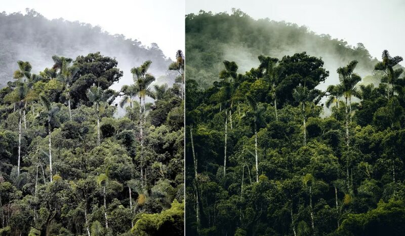 20 Stunning Green Lightroom Presets for Nature Photography