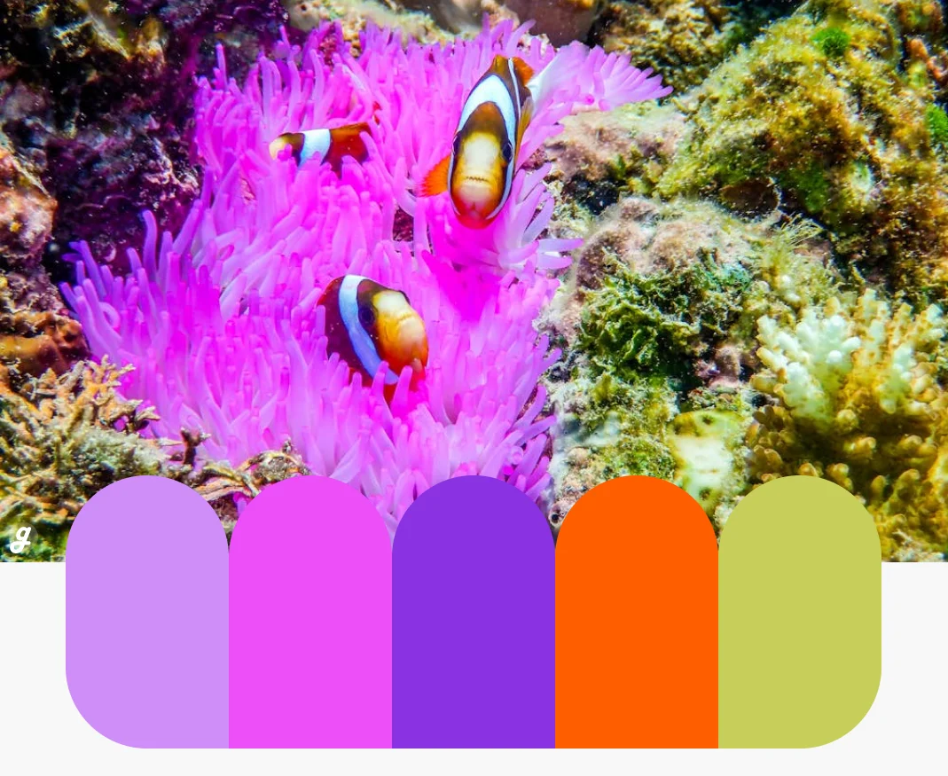 Coral Bloom Color Palettes