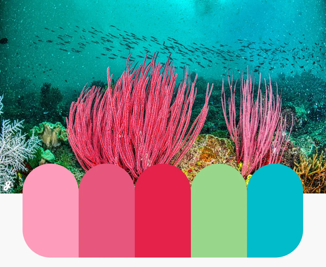 Coral Cascade Color Palettes