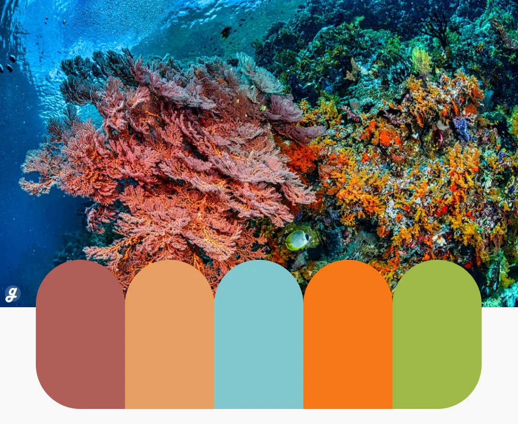 Coral Cove Color Palettes